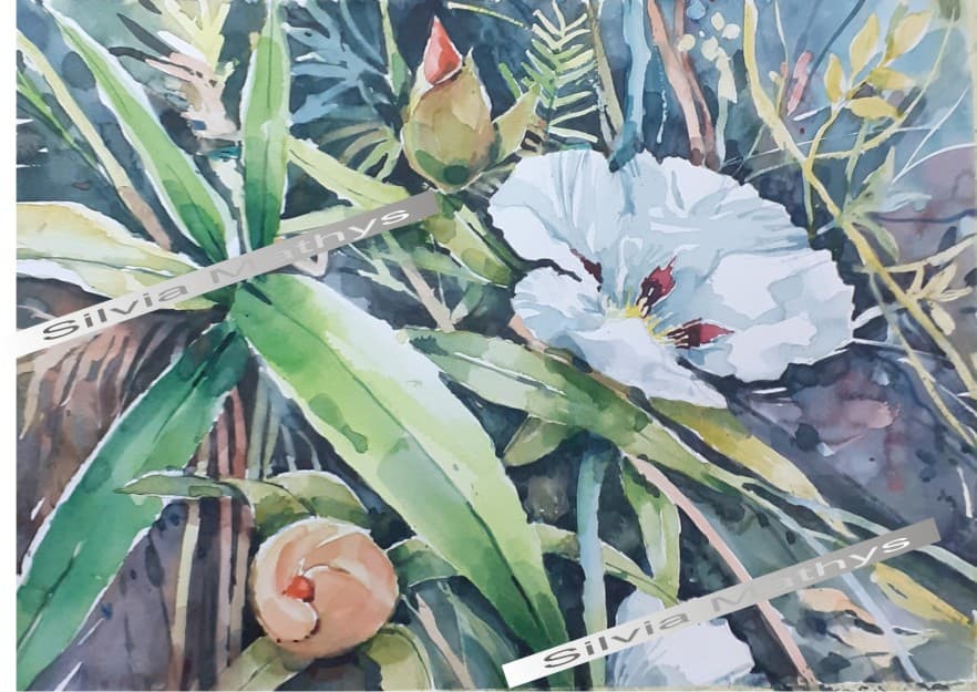 Estevas na floração