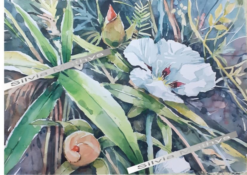 Estevas na floração